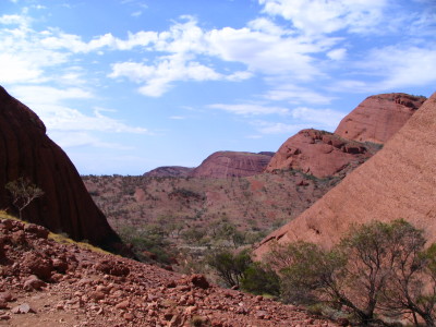 There is a hidden oasis found in the centre of the Olgas, full of healthy Red River Gums, Desert Oaks and wild flowers