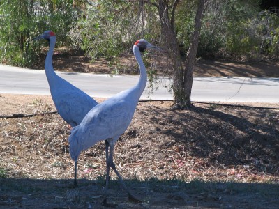 Longreach Brolgas