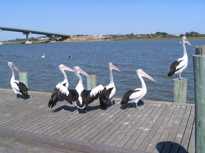 Mr. Percival’s famous Coorong home