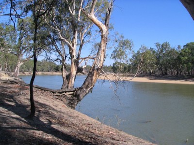 State Forest near Gunbower Creek