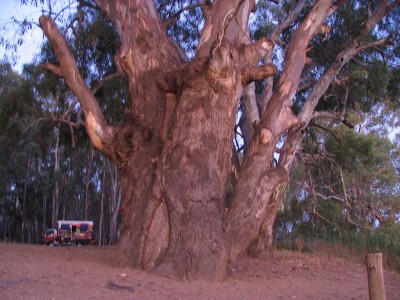 Magnificent old River Red Gum.
